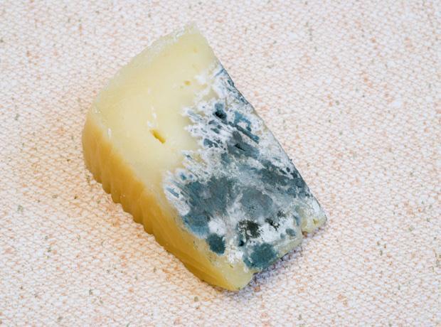 37295_mouldy-cheese