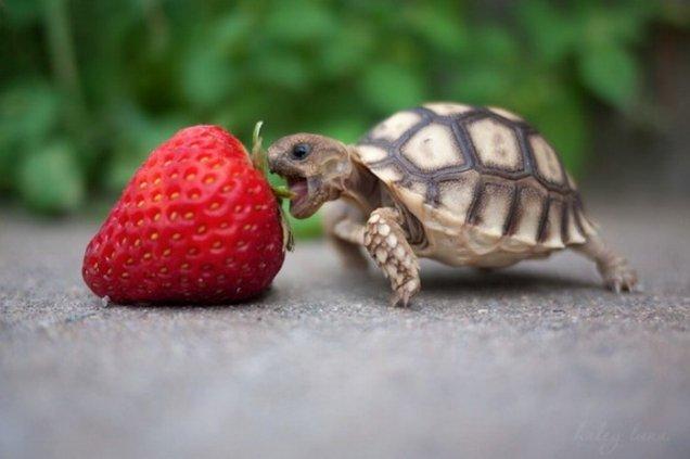 81567745-baby-turtle-eats-strawberry