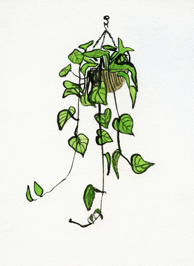 Philodendron sketch014