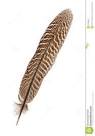 Pheasant feather
