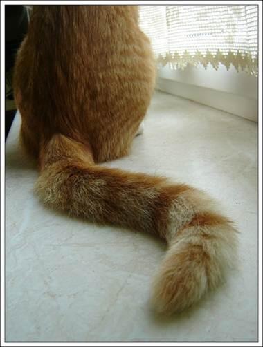 cat-tail